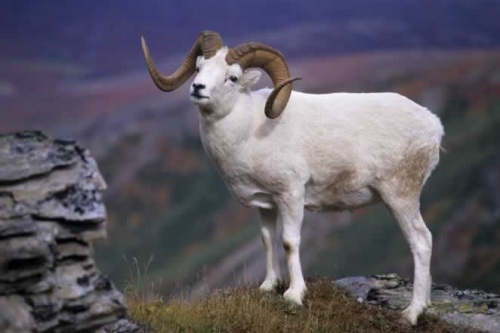 Sheep Mountain